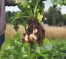 Foundations of Farming